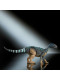 Динозавр Мусзавр Світ Юрського Періоду Jurassic World Hammond Collection Mussaurus Dinosaur Mattel (JKM89)